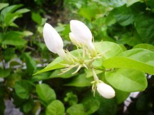 Jasmine Buds, Vidya Niwas