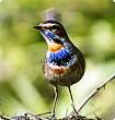 Monsoon Birds at Vidya Niwas, Dharamsala