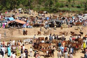 nalwari cattle fair