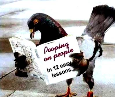 Dharamsala Bird Tour 2010 Dharamsala Bird Tour 2010