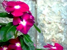 Vidya Niwas Flowers Vidya Niwas Flowers