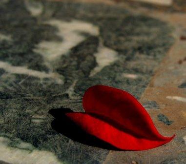 Flora and Fauna Dharamsala Flora and Fauna Dharamsala