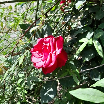 red rose