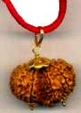 Rudraksha of Dharamsala