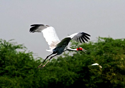 Sarus Cranes, India