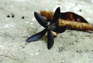 Seed Dharamsala Seed Dharamsala