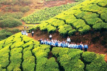 Tea Gardens of Assam Tea Gardens of Assam