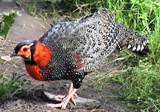 Western Tragopan of Himachal Pradesh Western Tragopan of Himachal Pradesh