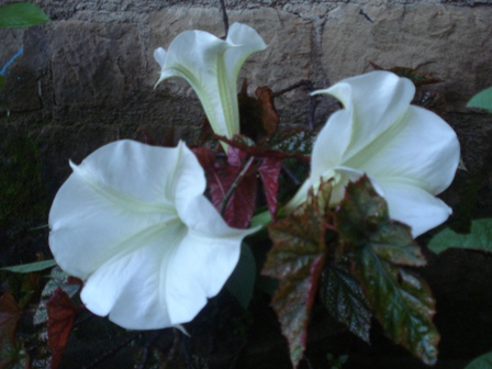 Dharamshala India Dharamshala India