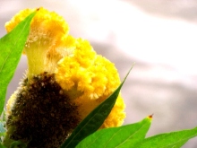 Yellow Delight Vidya Niwas